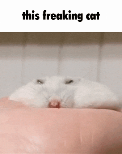 This Freaking Cat Hamster GIF - This Freaking Cat Hamster Thin Hamster GIFs