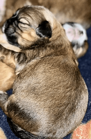 a close up of a brown puppy sleeping on a blue blanket