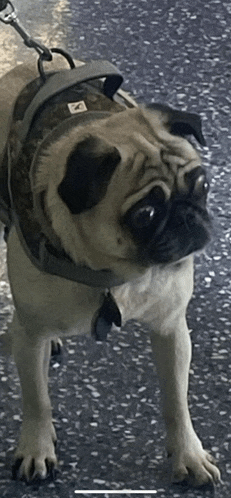 a pug dog wearing a harness and collar with the letter a on it