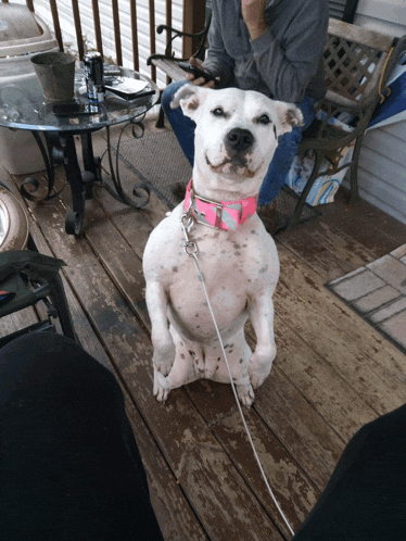 a dog wearing a pink collar is sitting on a wooden deck