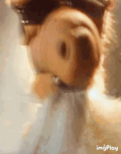 a close up of a dog 's nose with the words imgplay in the bottom right corner