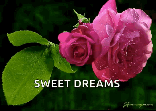 a picture of two pink roses with the words sweet dreams below them
