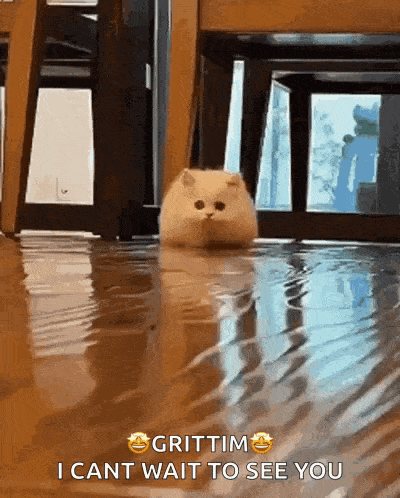 a cat is sitting in a puddle of water and says i cant wait to see you .