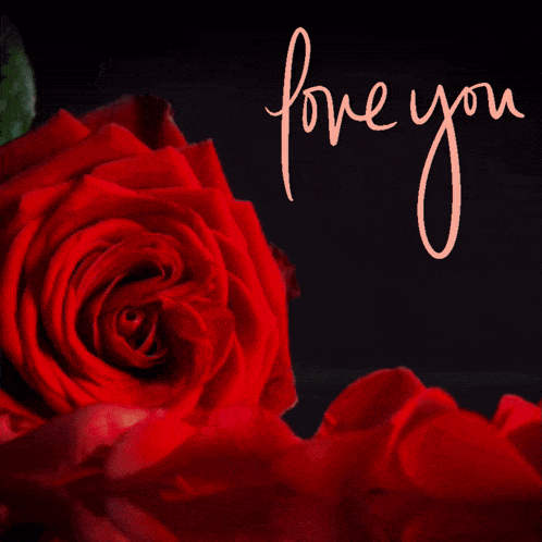 Love You Red Rose GIF - Love You Red Rose Gif GIFs