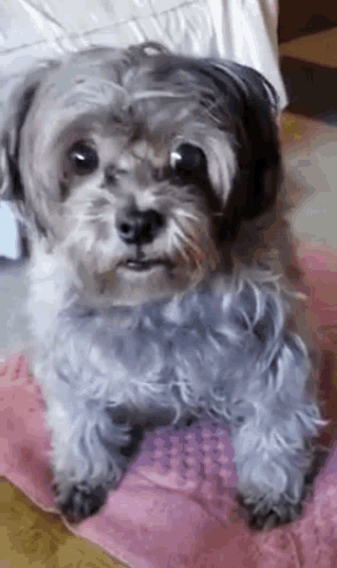 a small dog is laying on a pink blanket on the floor .