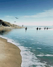 Beach Sea GIF