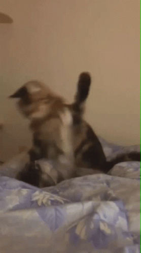 Muskan Gargi Cat Cat GIF - Muskan Gargi Cat Muskan Gargi Cat GIFs