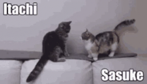 Zalen Cats GIF - Zalen Cats Fights GIFs