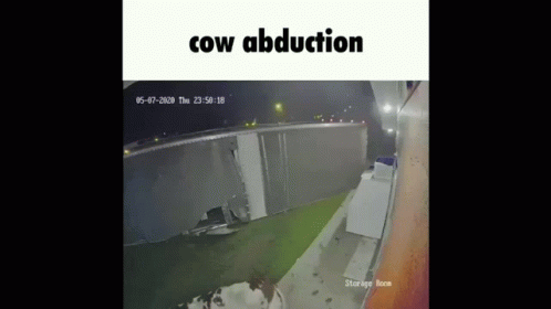 Cow Abduction Accident GIF - Cow Abduction Accident Reverse GIFs