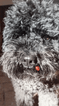 a dog with a ladybug in its mouth looks at the camera