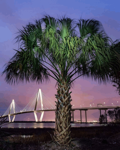 Palmetto State Happiness GIF