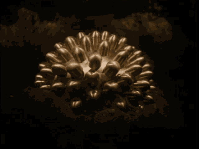 a bunch of bullets are arranged in a circle