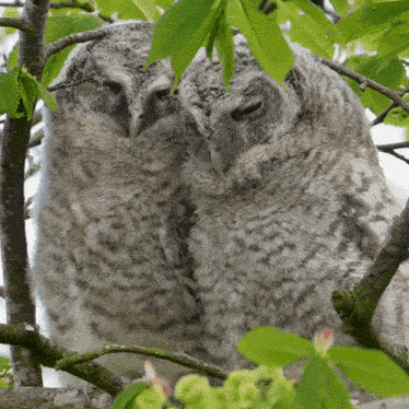 Sleeping Owl GIF - Sleeping Owl Robert E Fuller GIFs