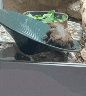 a lizard is sitting on top of a green leaf in a terrarium .