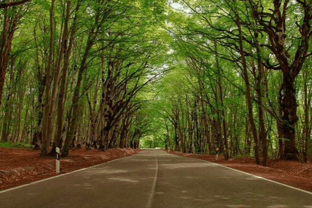 a road that is surrounded by trees and has a sign on the side that says ' a ' on it