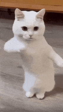 跳舞貓 GIF - 跳舞貓 GIFs
