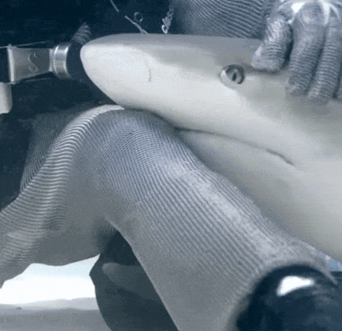 Carribean Reef Shark Shark Petting GIF - Carribean Reef Shark Shark Reef Shark GIFs