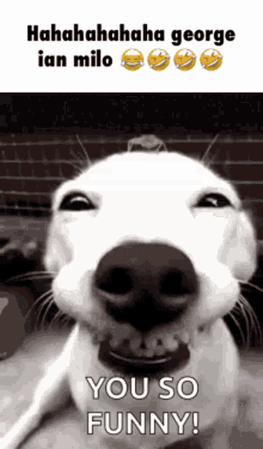a white dog is laughing with the words you so funny on the bottom
