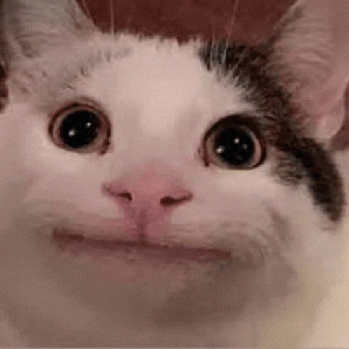 Beluga Cat Meme Discord GIF - Beluga Cat Meme Discord Belugas Hub Discord Server GIFs