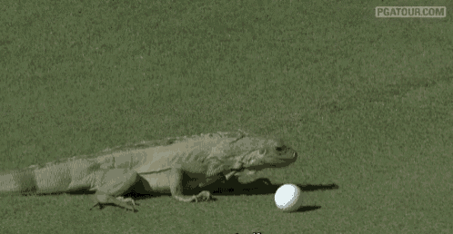 a lizard is laying on a golf course next to a golf ball and a pgtour.com logo