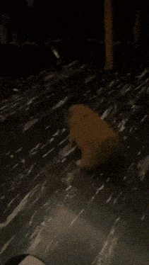 two dogs are playing with each other on a marble floor