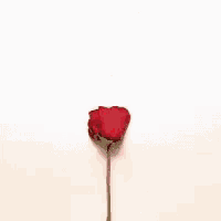 a heart made of rose petals with the words bonne saint valentin above it