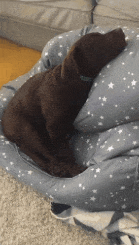 a brown dog is sleeping on a blanket with stars on it