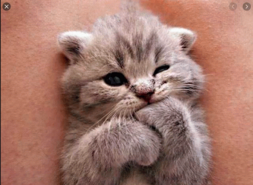 Cute Adorable GIF - Cute Adorable Cat GIFs