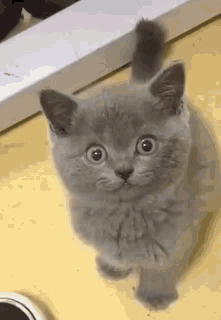 Kitten Yell GIF - Kitten Yell Kitty GIFs