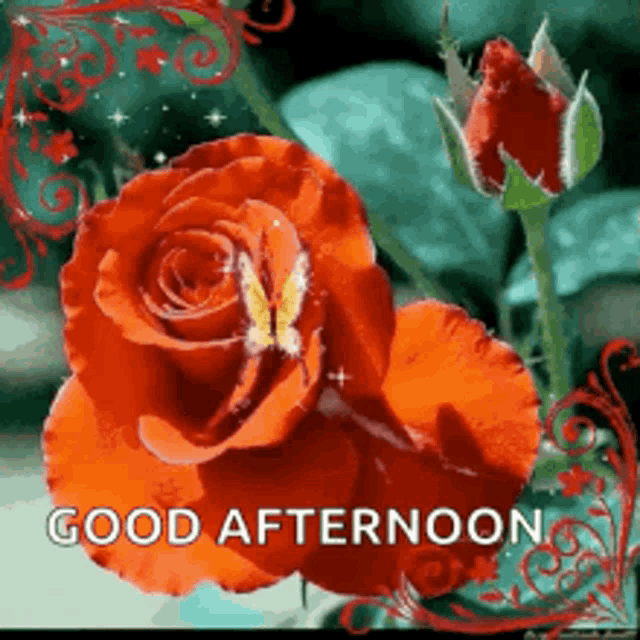 a red rose with a butterfly on it and the words good afternoon .