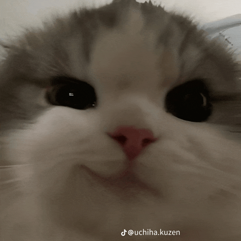 a close up of a cat 's face with the hashtag uchiha.kuzen on the bottom