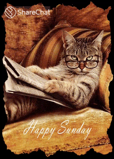 a cat wearing glasses is laying on a couch reading a newspaper with the words happy sunday below it