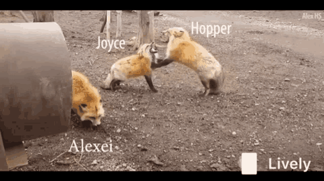 Joyce Hoper GIF - Joyce Hoper Alexy GIFs