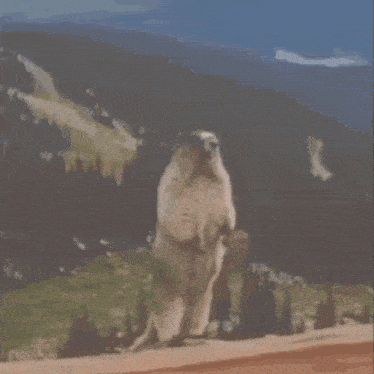 Screaming Marmot GIF - Screaming Marmot GIFs