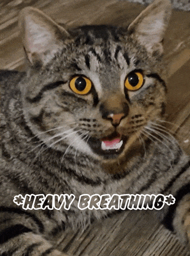 Heavy Breathing Heavy Breathing Cat GIF - Heavy Breathing Breathing Heavy Breathing Cat GIFs