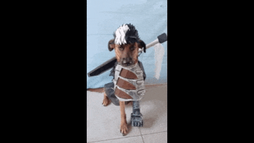 a small dog is wearing a costume with a sword and a hat .