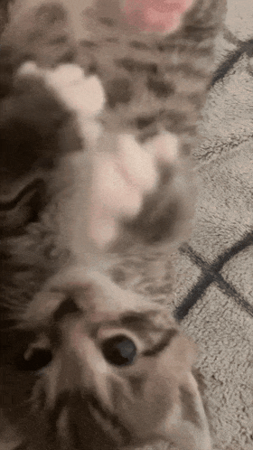 a close up of a cat laying on its back on a rug