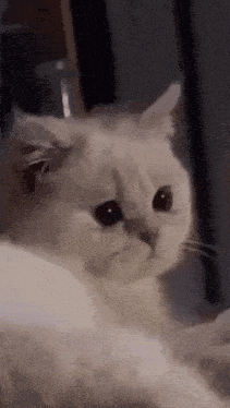 Sad Cry GIF - Sad Cry Cat GIFs