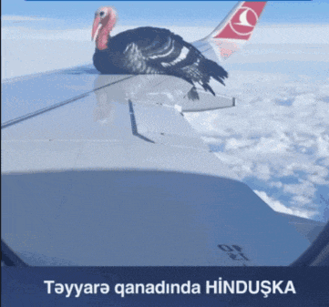 a turkey sits on the wing of a plane