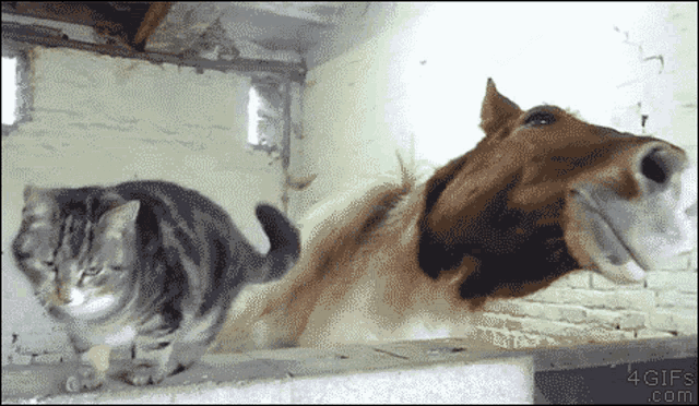 Cat Horse GIF - Cat Horse Love GIFs