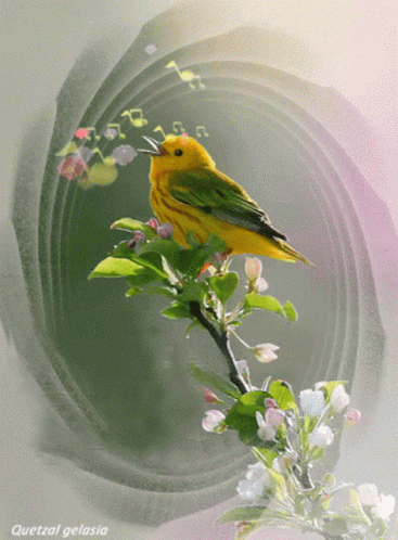 Good Morning Bird GIF - Good Morning Bird Humming GIFs
