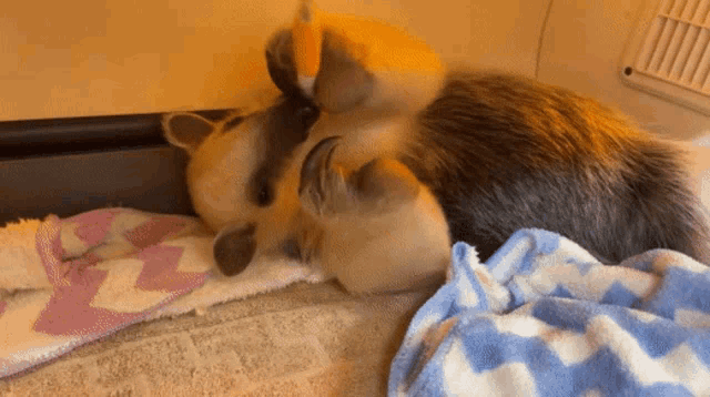 a dog is laying on its back on a blanket