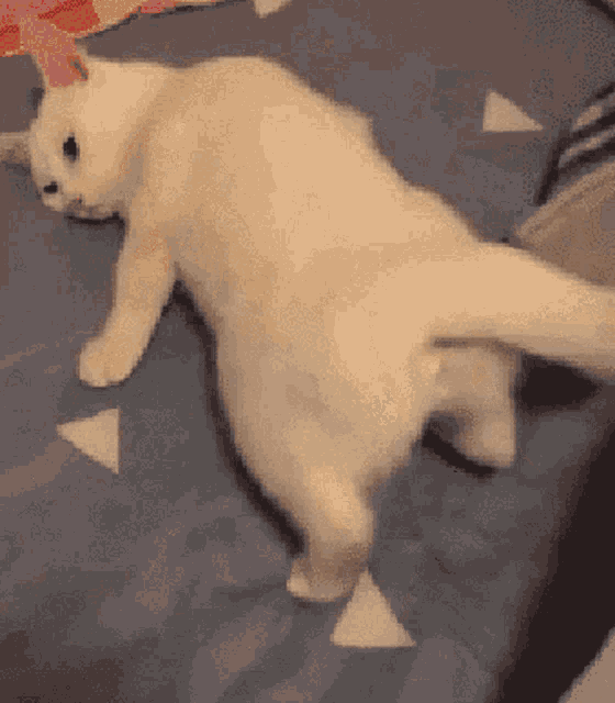 Funny Cat 發情 GIF - Funny Cat 發情 喵星人 GIFs