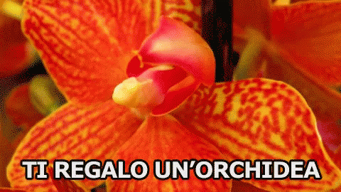 Orchidea Tu Regalo Un Fiore Fiore Regalo GIF - Orchid Present I Give You A Present GIFs