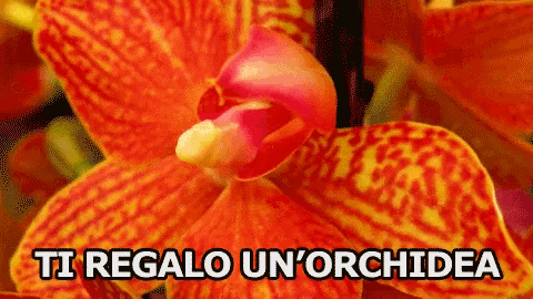 a close up of an orange and yellow flower with the words ti regalo un'orchidea below it