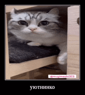 a cat is laying on a cushion in a closet and looking out .