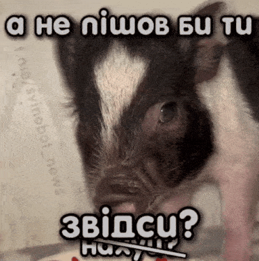 a picture of a pig with the words a he niuov bu tu written above it