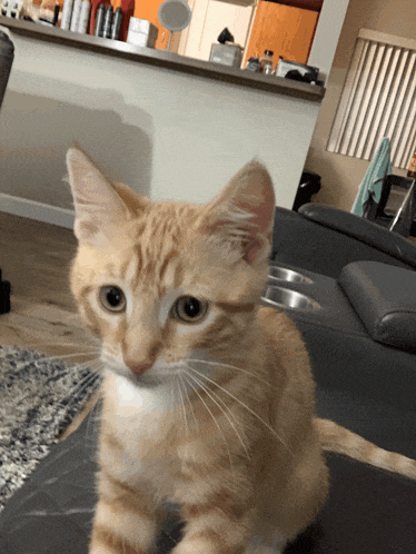 a small orange and white cat sitting on a couch