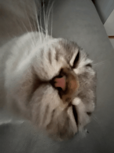 Riks Cat Cat Sleeping GIF - Riks Cat Cat Sleeping Funny Cat GIFs