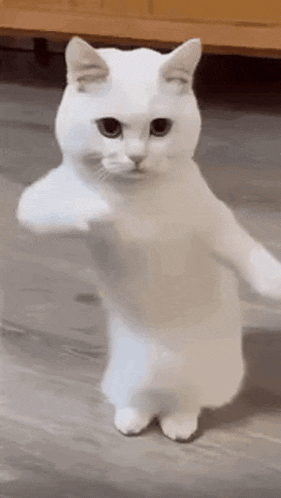 a white cat is standing on its hind legs on the floor .